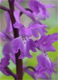 Orchis mascula