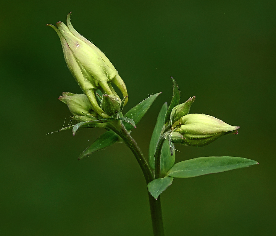 Изображение особи Aquilegia vulgaris.