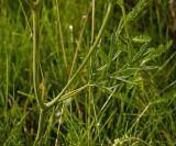 Pimpinella nigra