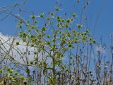 Eryngium campestre. Верхушка цветущего растения. Греция, о-в Крит, ном Ханья (Νομός Χανίων), дим Киссамос (Κίσσαμος), рудеральное местообитание между сельскохозяйственными угодьями и просёлочной дорогой. 20 июня 2017 г.