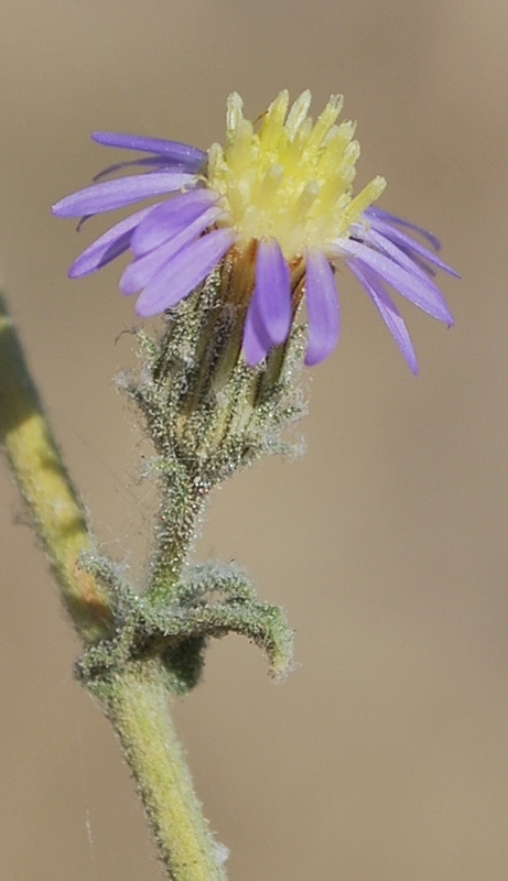 Image of Lachnophyllum gossypinum specimen.