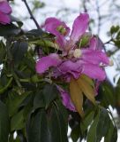 Ceiba speciosa. Цветок и листья. Испания, автономное сообщество Каталония, г. Барселона, площадь Пау Вила (Plaça de Pau Vila), в культуре. 29.08.2017.