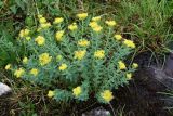 Rhodiola rosea