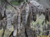 род Robinia. Соплодие. Украина, г. Николаев, Заводской р-н, парк \"Лески\". 23.12.2017.