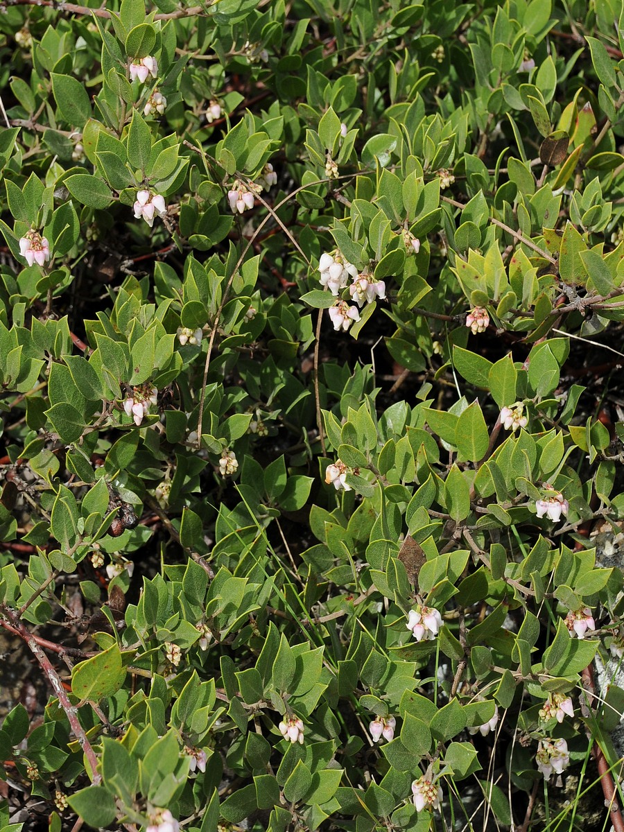 Изображение особи Arctostaphylos hookeri ssp. franciscana.