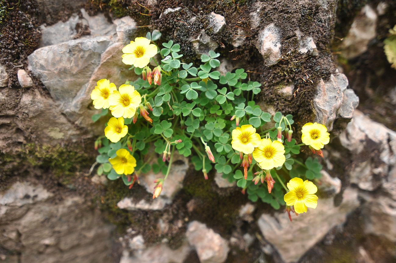 Image of genus Oxalis specimen.