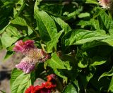 Celosia cristata. Верхушка цветущего растения с кормящейся осой аммофилой песчаной (вид сверху). Восточный Казахстан, г. Усть-Каменогорск, Архитектурно-ландшафтный музей-заповедник, в культуре. 11.08.2017.