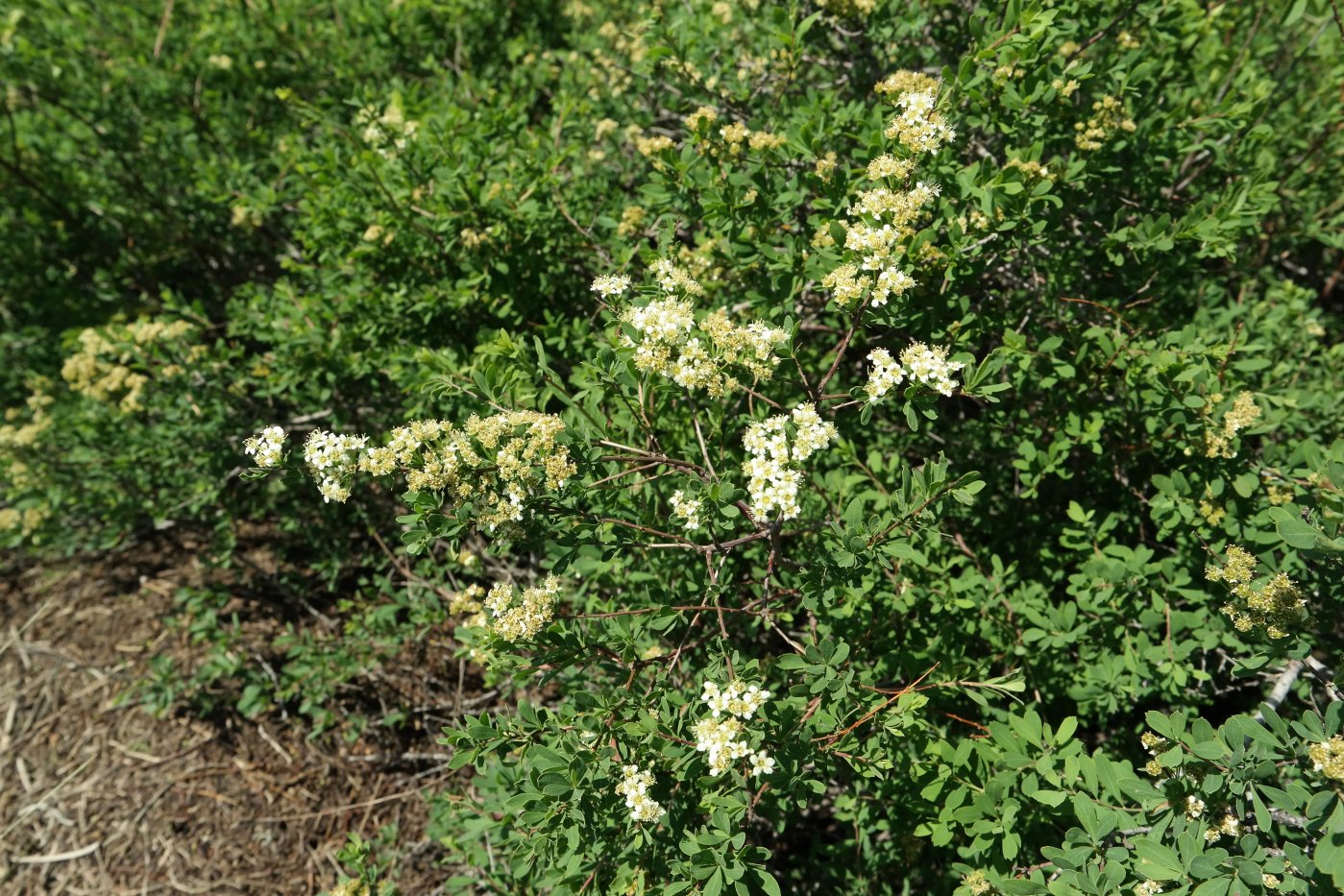 Image of Spiraea hypericifolia specimen.