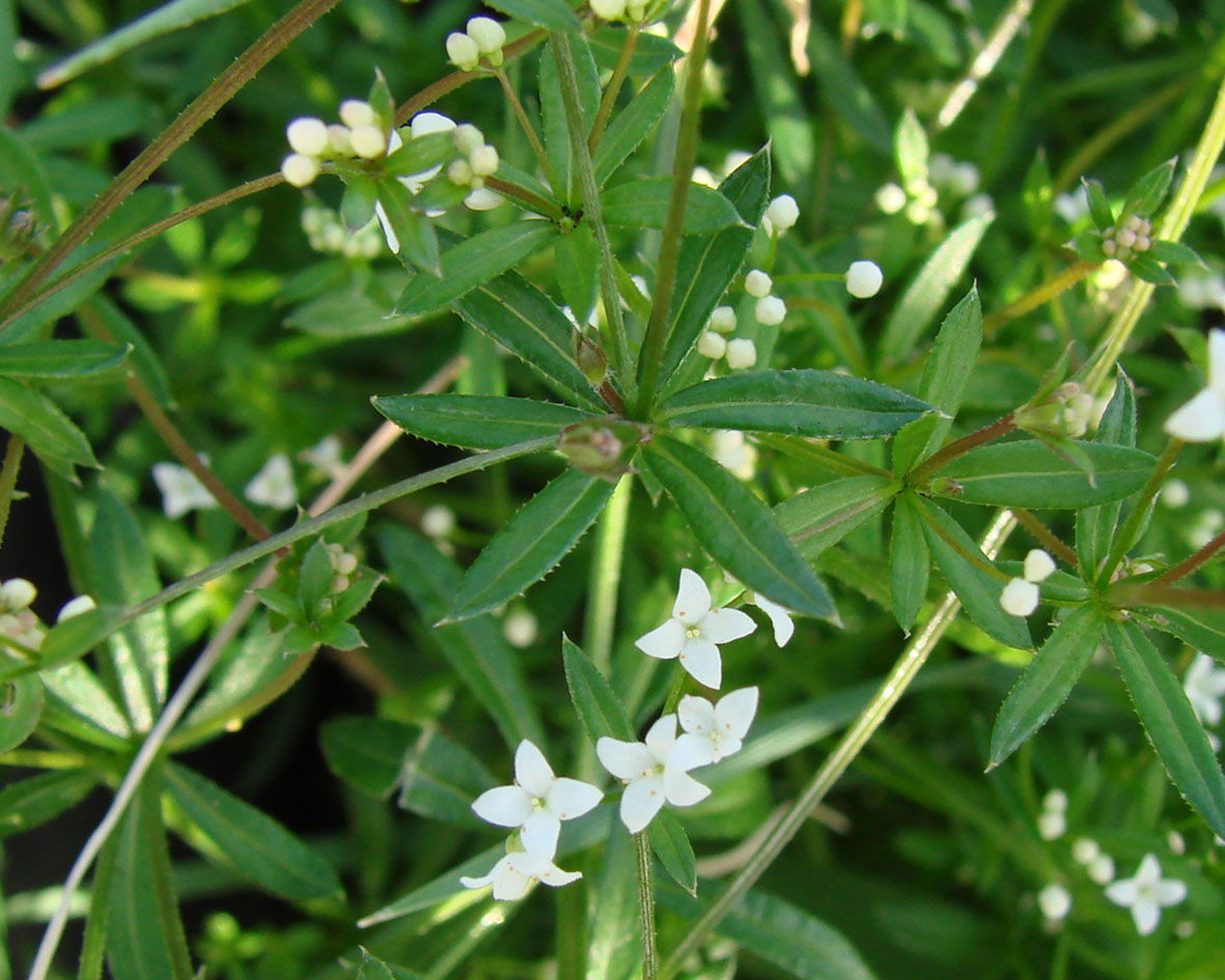 Изображение особи род Galium.