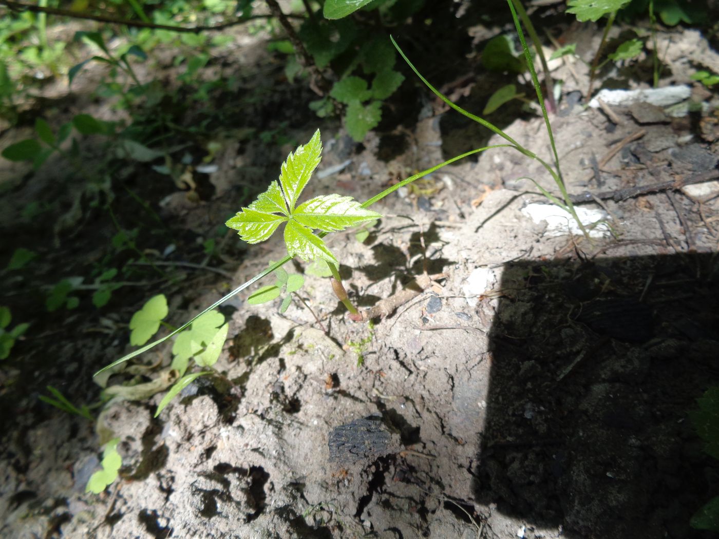 Изображение особи Parthenocissus quinquefolia.