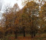 Tilia platyphyllos. Группа растений в осенней окраске с частично облетевшей листвой. Москва, главный ботанический сад имени Н. В. Цицина РАН, в культуре. 20.10.2018.