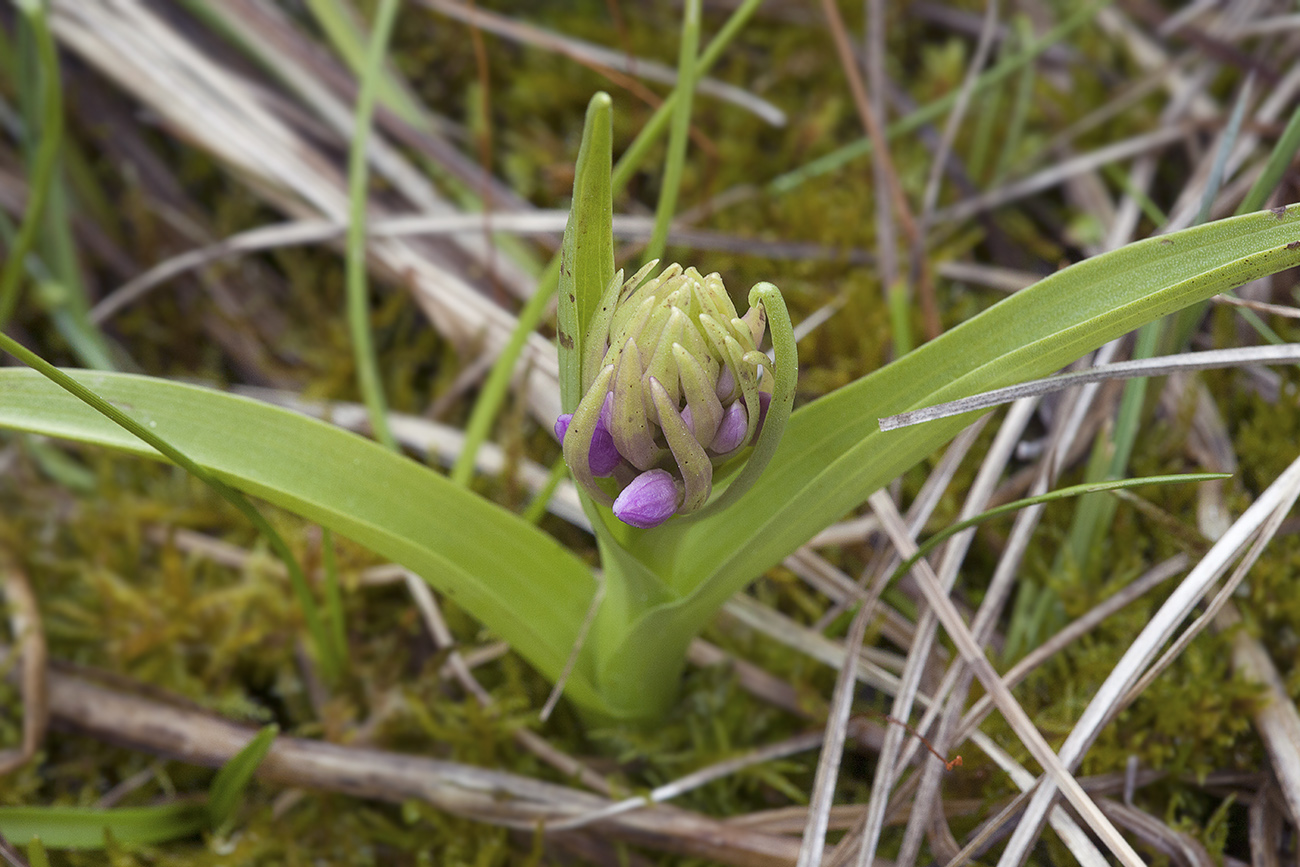 Изображение особи Dactylorhiza incarnata.