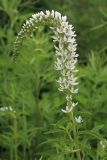 Lysimachia barystachys