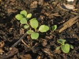 Diplotaxis tenuifolia. Ювенильные растения. Пермский край, пос. Юго-Камский, частное подворье. 28 мая 2020 г.