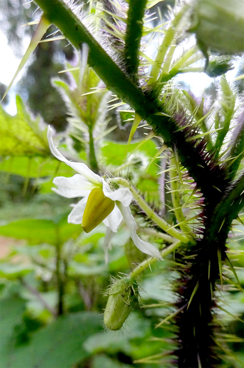 Изображение особи Solanum aculeatissimum.