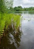 Naumburgia thyrsiflora. Плодоносящие и вегетирующие растения. Кировская обл., Афанасьевский р-н, окр. пгт Афанасьево, р. Кама, прибрежное мелководье. 24 июля 2021 г.