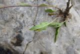 Campanula collina