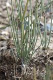 Ephedra intermedia