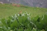 Centaurea behen