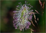 Phleum pratense