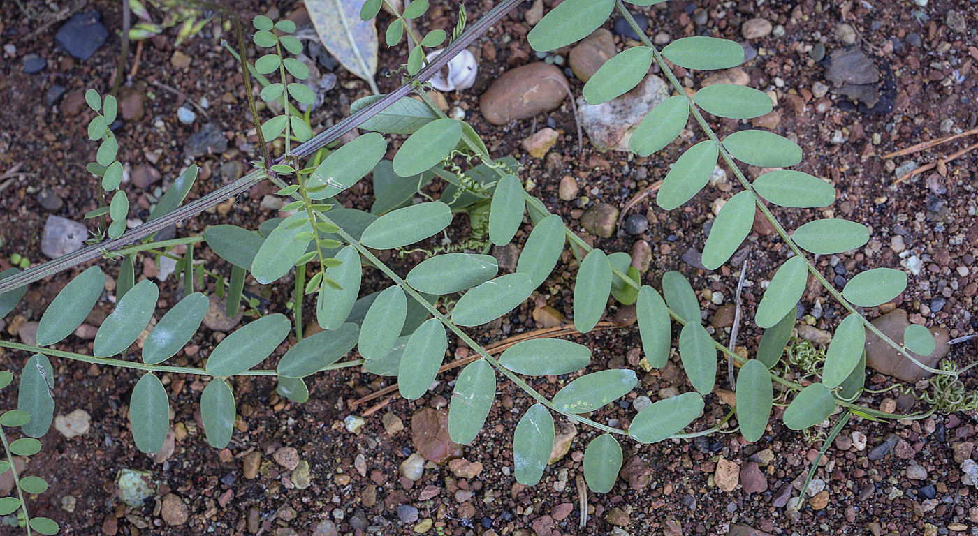 Image of Vicia sylvatica specimen.