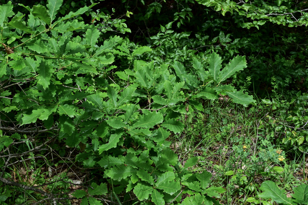 Изображение особи Quercus petraea.