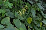 Salvia glutinosa. Цветущее растение в сообществе с Urtica и Rubus. Дагестан, Гунибский р-н, окр. с. Гамсутль, ≈ 1400 м н.у.м., опушка березняка. 29.07.2022.