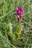 Dactylorhiza romana subspecies georgica. Цветущее растение. Краснодарский край, м/о г. Новороссийск, вершина 429, остепнённый луг. 10.04.2024.