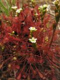 Drosera intermedia. Цветущее и плодоносящее растение. Нидерланды, провинция Drenthe, национальный парк Dwingelderveld, болотистая луговина. 25 июля 2008 г.