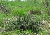 Cirsium palustre