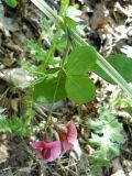 Lathyrus rotundifolius. Часть стебля с листьями и цветами. Крым, Ялта, ущелье Уч-Кош. 19.05.2011.