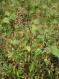 Persicaria lapathifolia