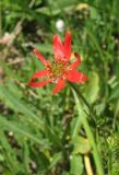 Adonis flammea