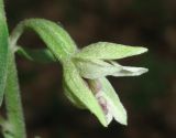 Epipactis krymmontana. Цветок. Крым, СЗ склон Ай-Петринской яйлы, буковый лес. 29 июня 2013 г.