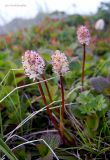 Tofieldia coccinea