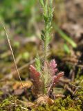 Papaver dubium