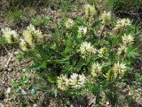 Astragalus austrosibiricus