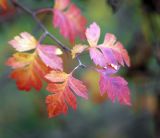 род Crataegus