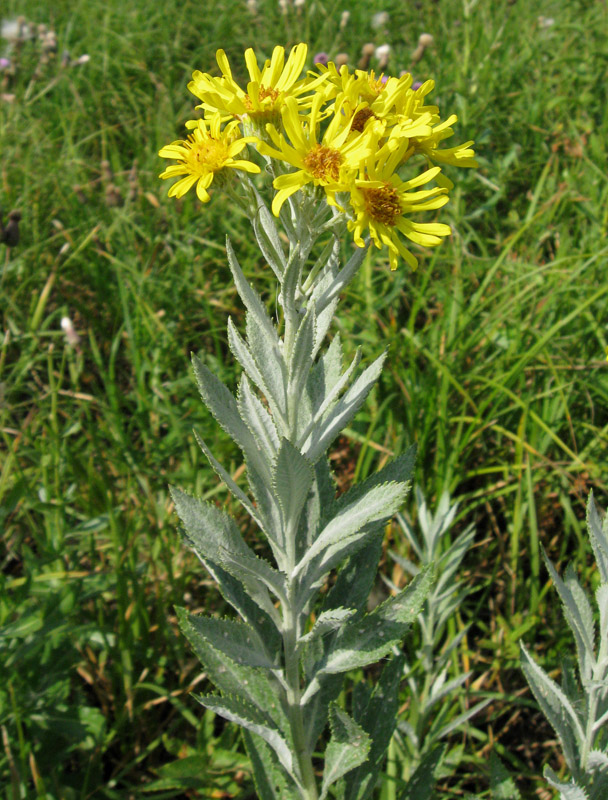 Изображение особи Senecio tataricus.