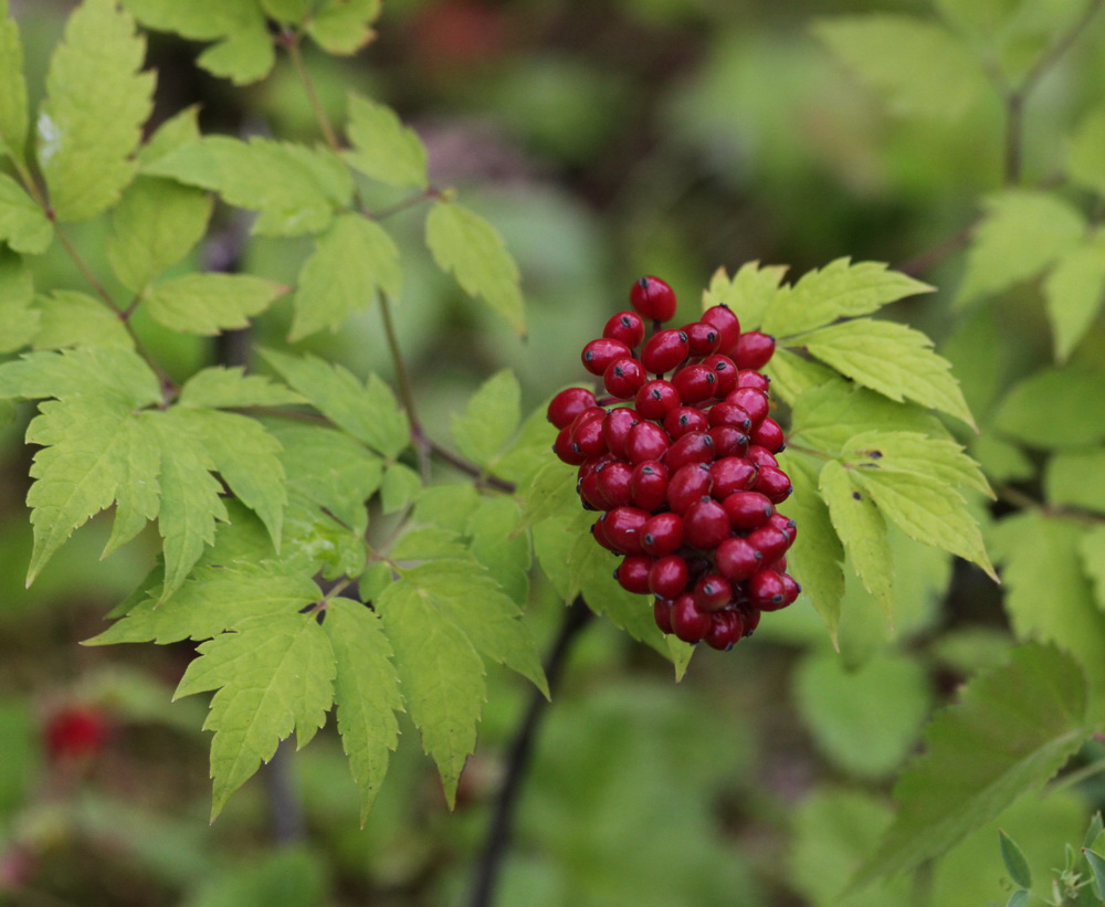 Изображение особи Actaea erythrocarpa.