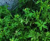 Ranunculus chinensis