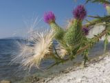 Cirsium vulgare