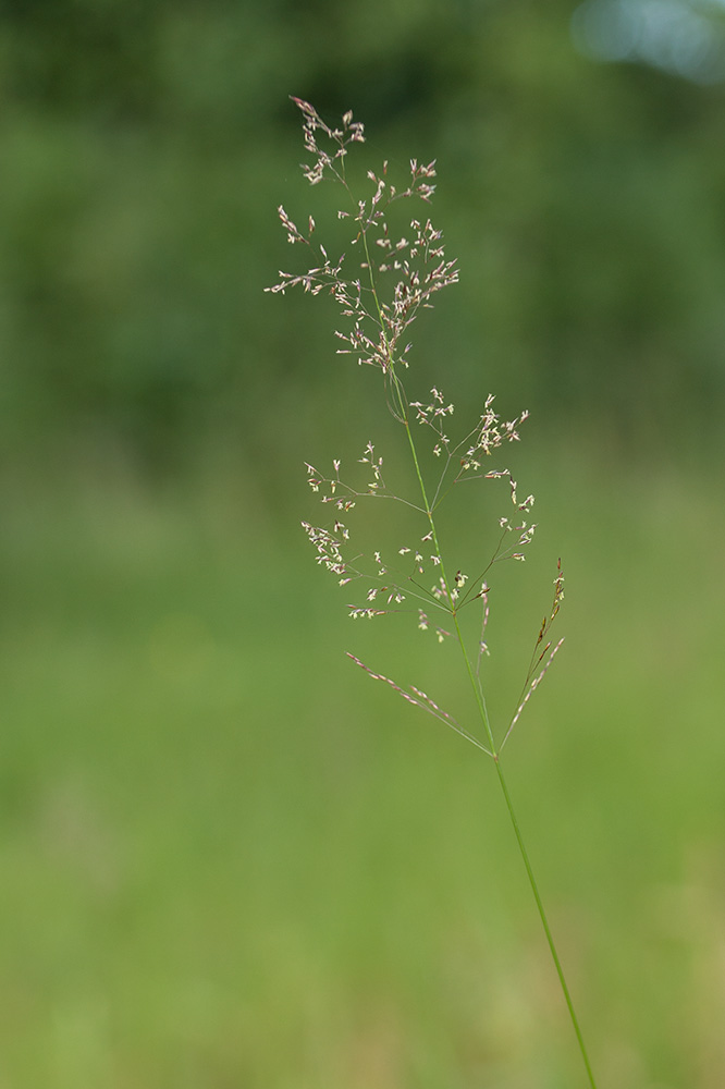 Изображение особи Agrostis tenuis.