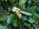 Calophyllum inophyllum. Верхушка побега с соцветием. Андаманские острова, остров Хейвлок, песчаный пляж. 30.12.2014.