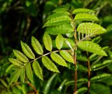 Sorbus aucuparia