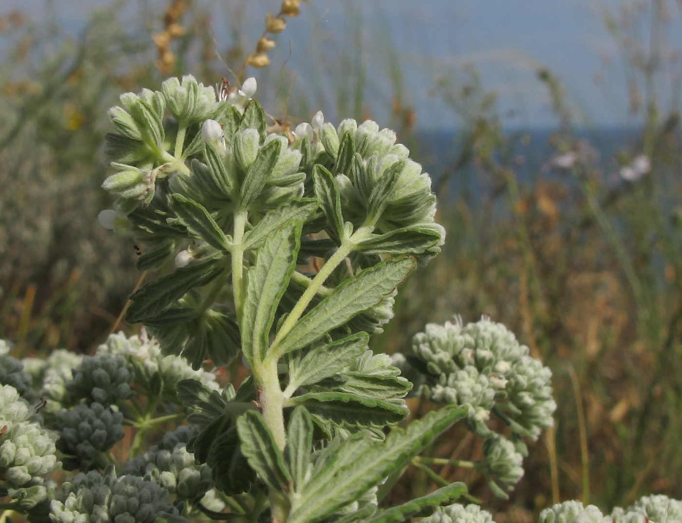 Изображение особи Teucrium capitatum.