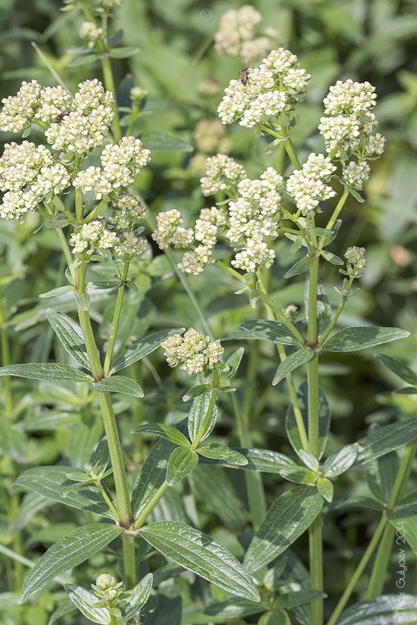 Изображение особи Galium rubioides.