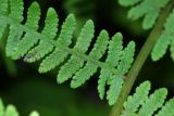 Lunathyrium henryi. Часть вайи. Приморский край, Партизанский р-н, окр. с. Владимиро-Александровское, широколиственный лес на северном склоне. 02.09.2015.