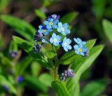 Myosotis sylvatica