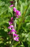 Spiranthes australis. Часть соцветия. Приморье, окр. г. Находка, склон сопки. 14.08.2015.